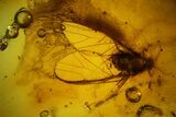 Detailed Fossil Winged Aphid (Hemiptera) In Baltic Amber #159781-2